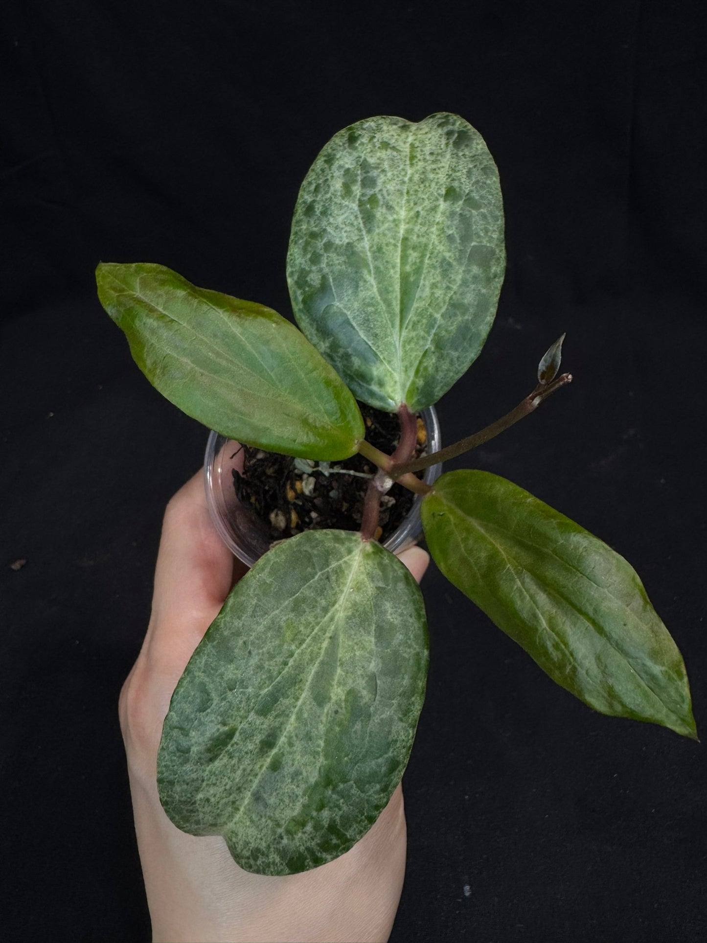 UNICORN🦄! Hoya crocodile (B2), nice variegation color, super rare
