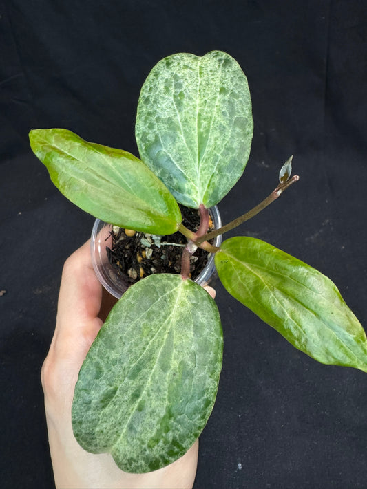 UNICORN🦄! Hoya crocodile (B2), nice variegation color, super rare