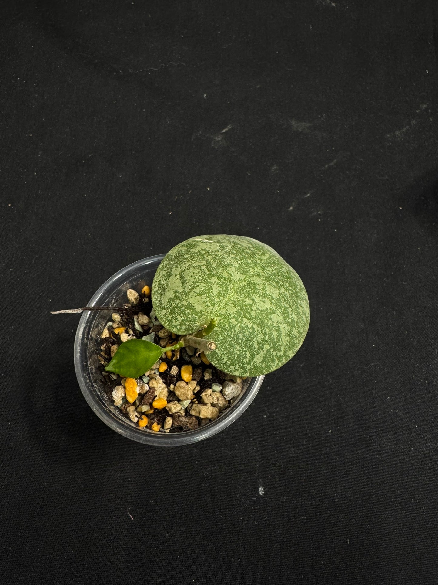 Hoya elliptica x imbricata (A1), splashy cute round leaves, two growths