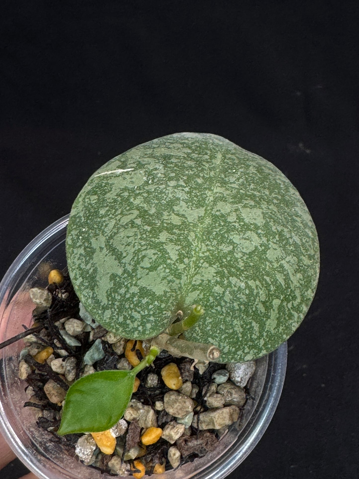 Hoya elliptica x imbricata (A1), splashy cute round leaves, two growths