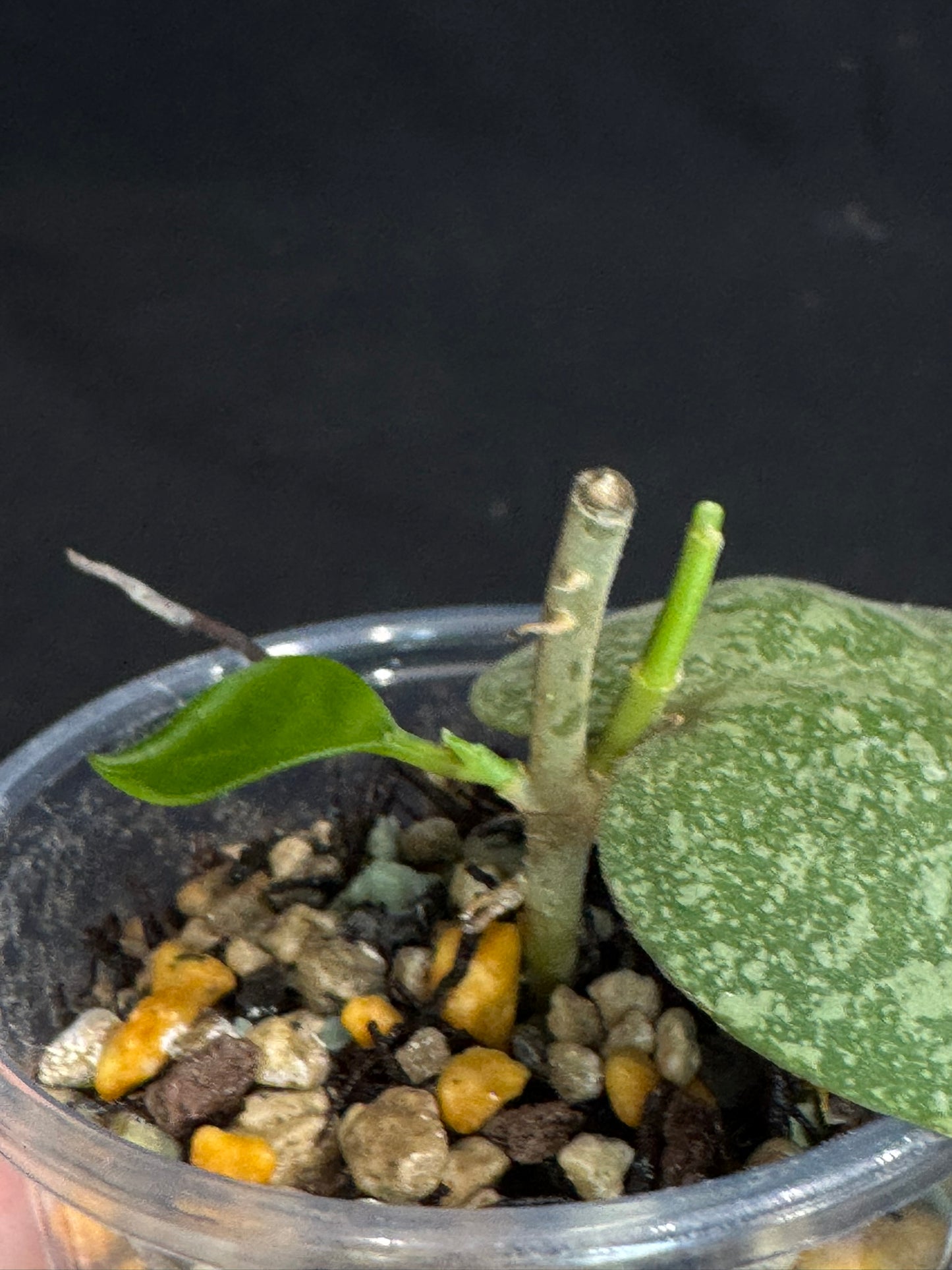 Hoya elliptica x imbricata (A1), splashy cute round leaves, two growths