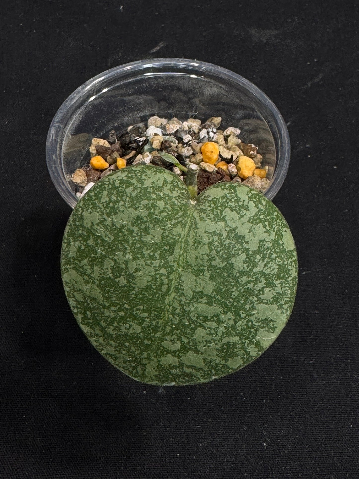 Hoya elliptica x imbricata (A2), splashy cute round leaves