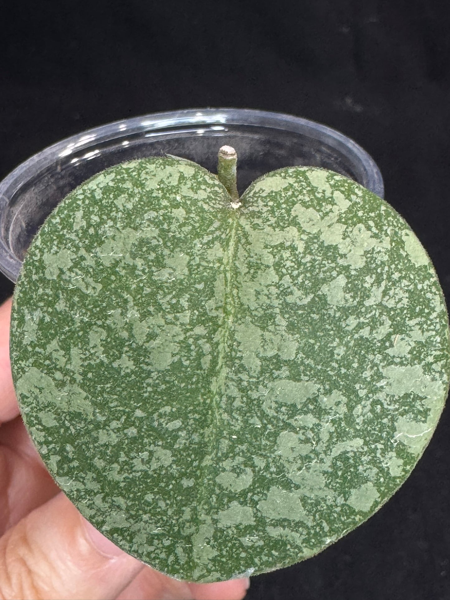 Hoya elliptica x imbricata (A2), splashy cute round leaves