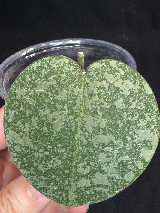 Hoya elliptica x imbricata (A2), splashy cute round leaves