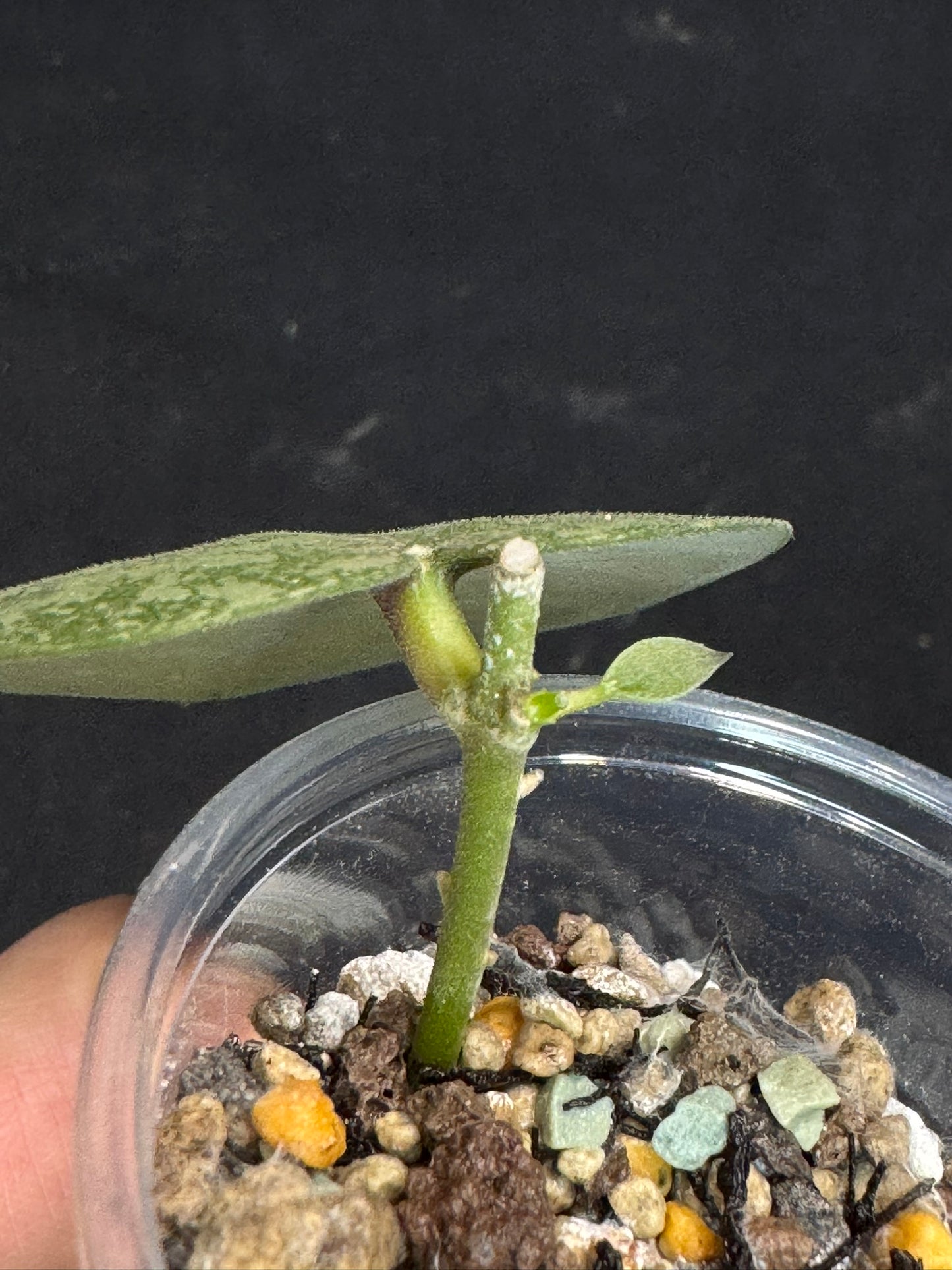 Hoya elliptica x imbricata (A2), splashy cute round leaves