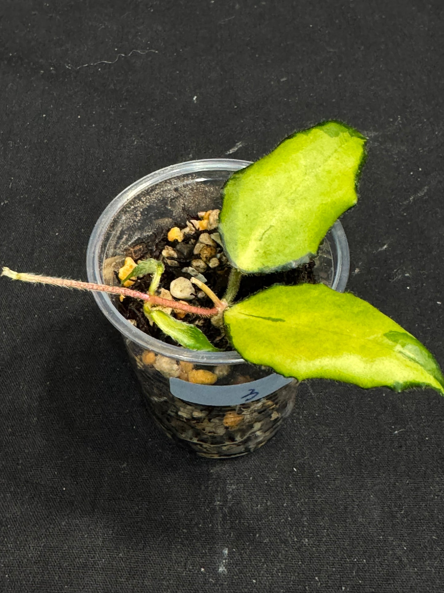 UNICORN🦄! Hoya caudata variegated (#3), neon sunstressed variegation color, super rare