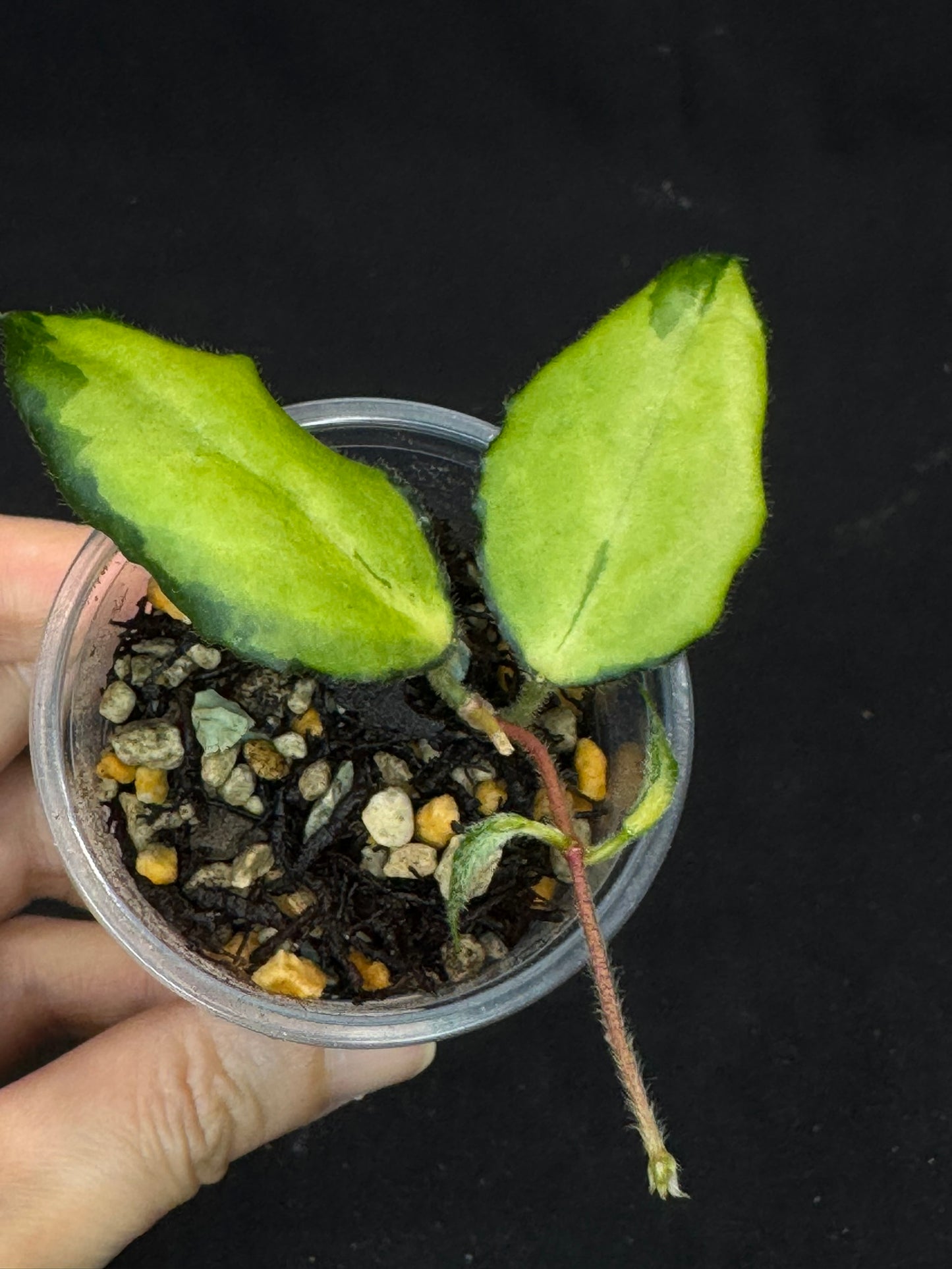 UNICORN🦄! Hoya caudata variegated (#3), neon sunstressed variegation color, super rare