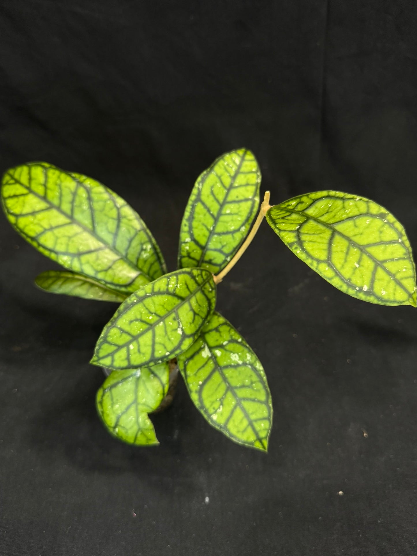 Hoya callistophylla 'Vena', beautiful foliage and venation