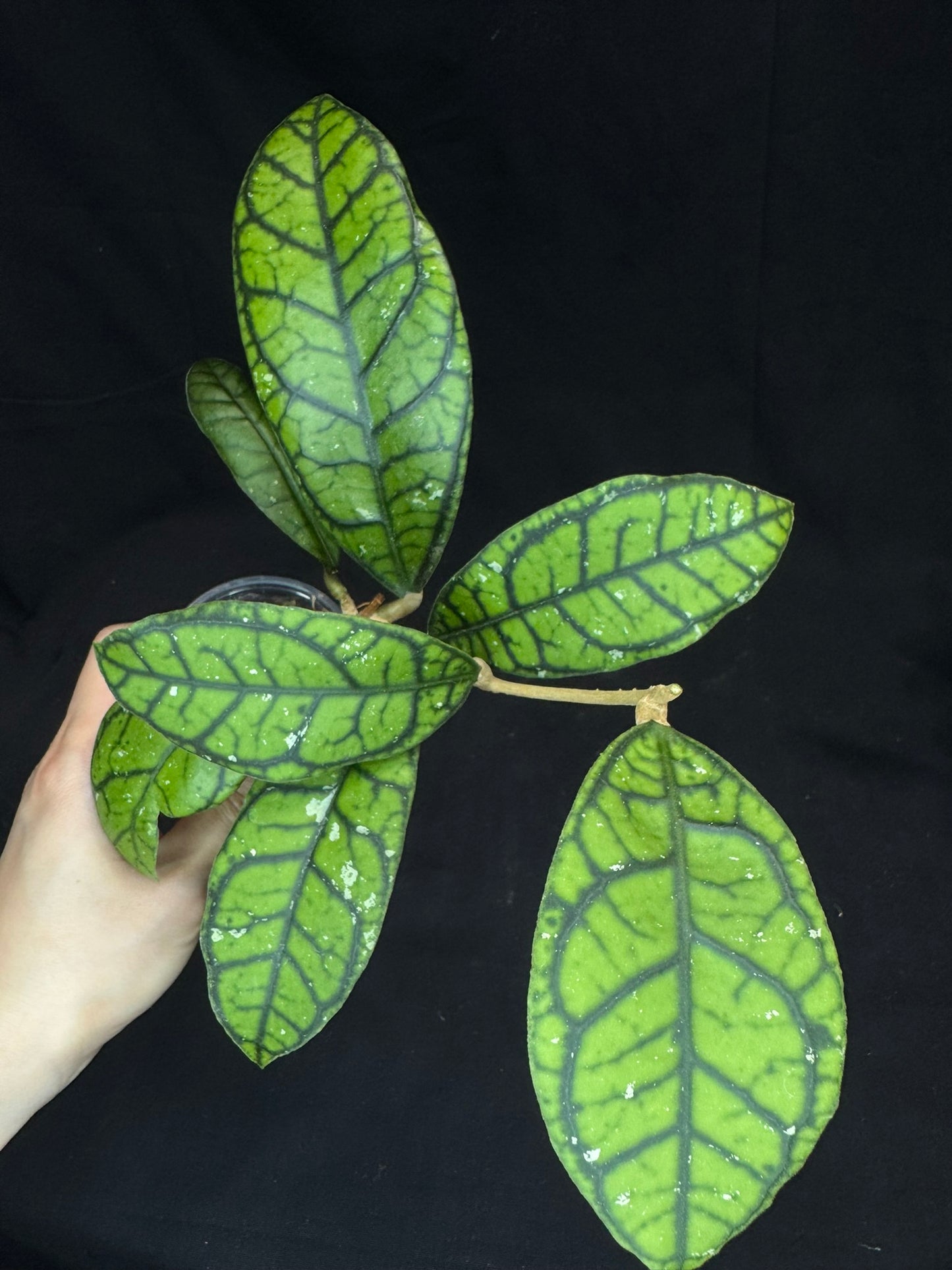 Hoya callistophylla 'Vena', beautiful foliage and venation