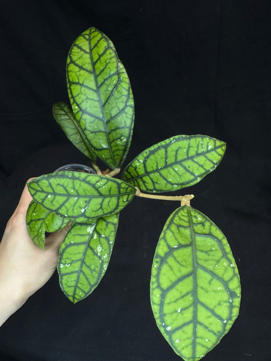Hoya callistophylla 'Vena', beautiful foliage and venation