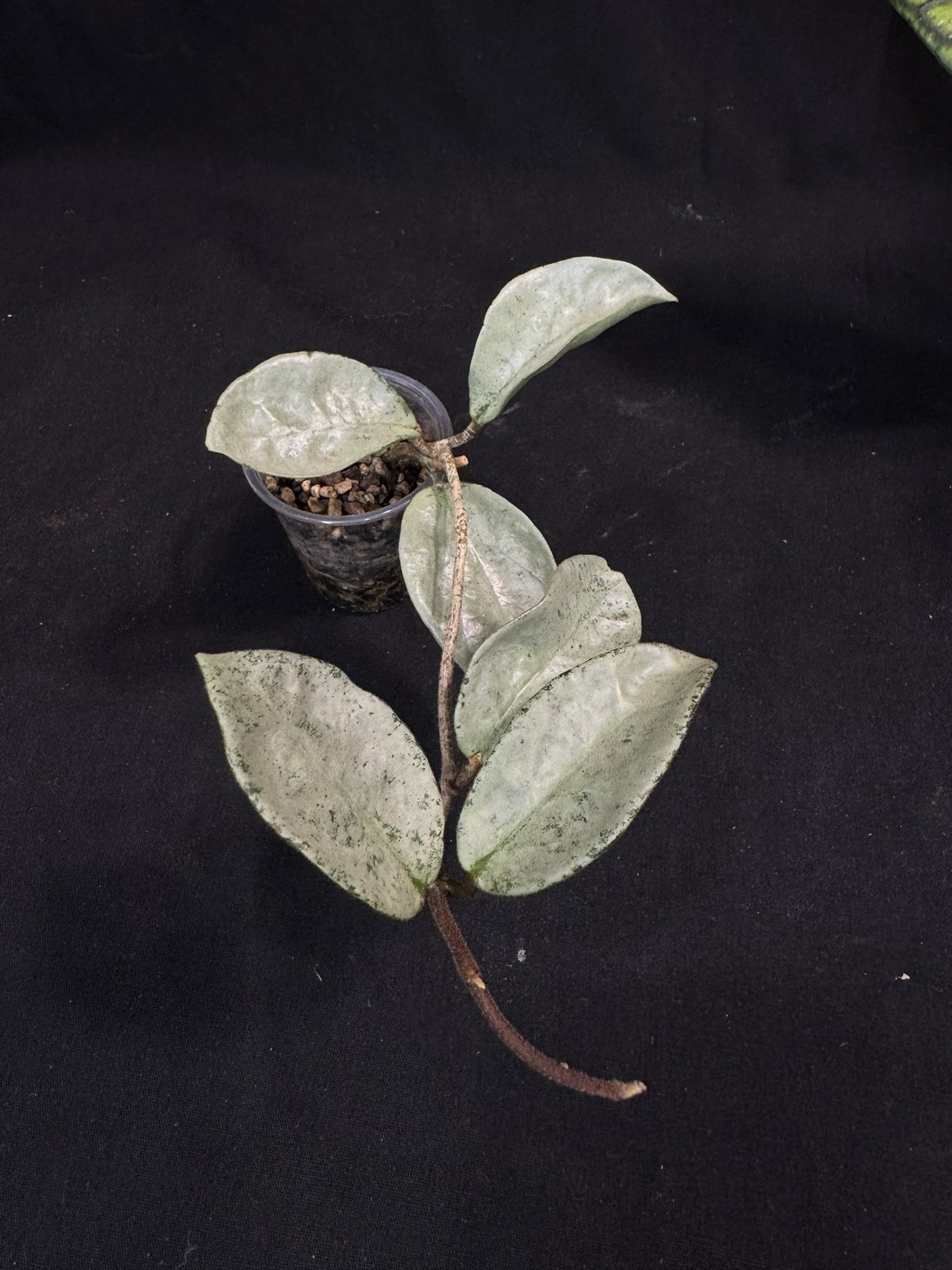 Hoya carnosa 'GREY GHOST', nice grey leaves