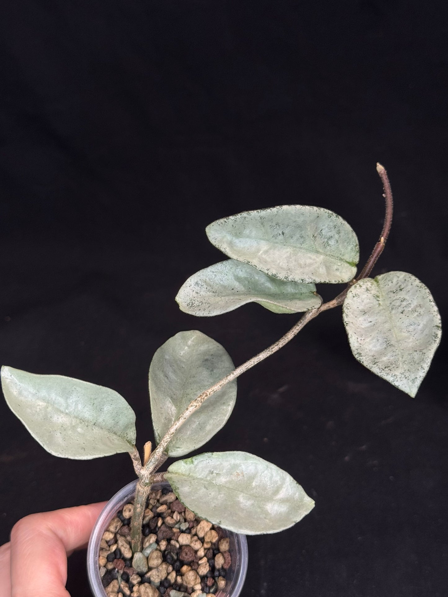 Hoya carnosa 'GREY GHOST', nice grey leaves