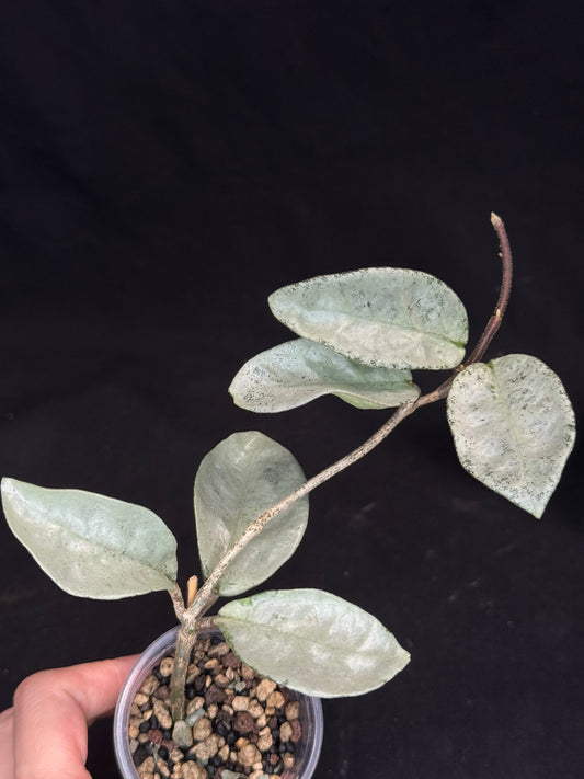 Hoya carnosa 'GREY GHOST', nice grey leaves