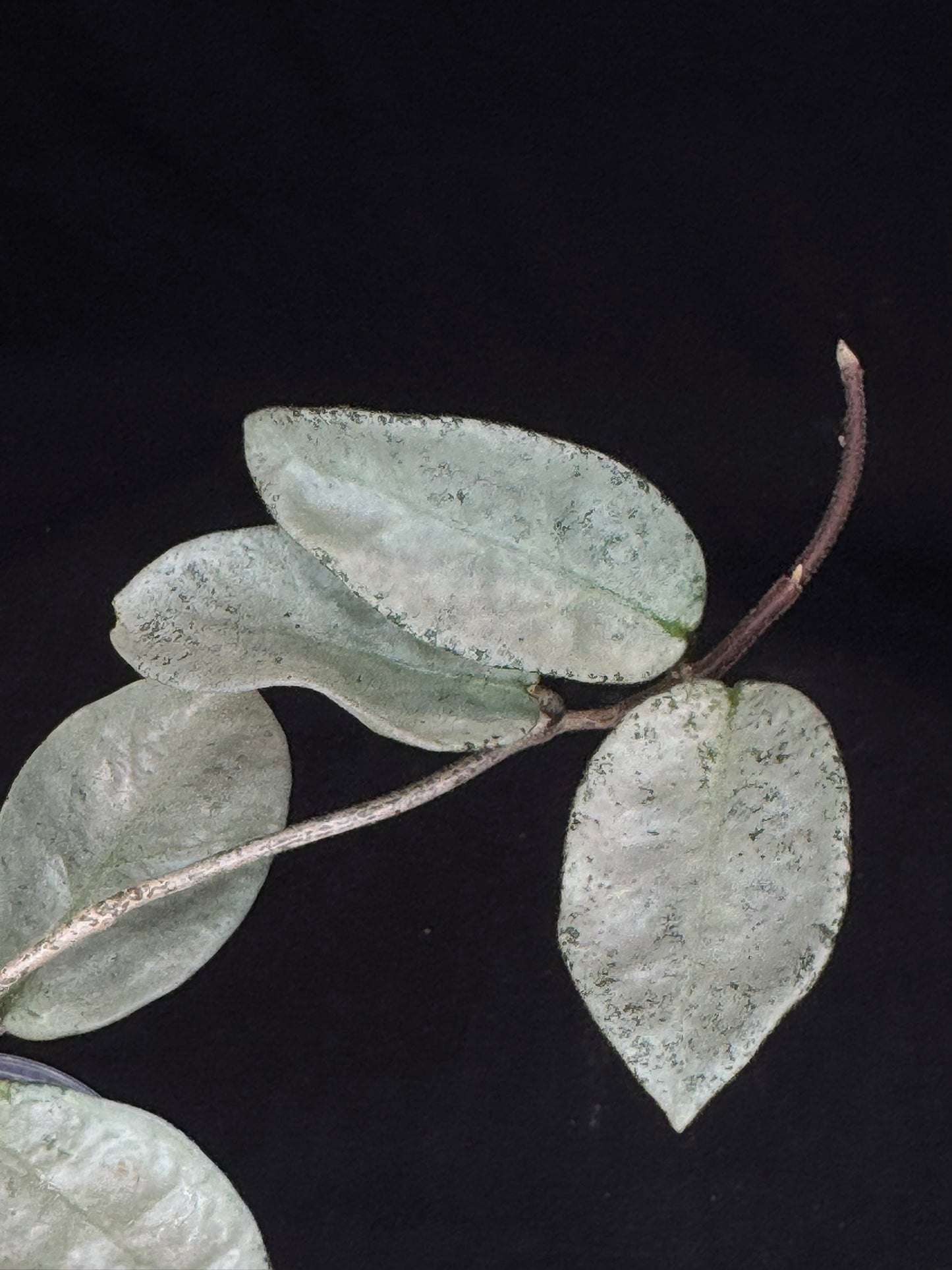 Hoya carnosa 'GREY GHOST', nice grey leaves