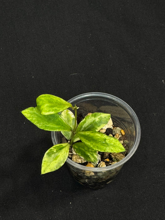 UNICORN🦄! Hoya sp Kalimantan Mini Coin variegated, beautiful leaves, rare