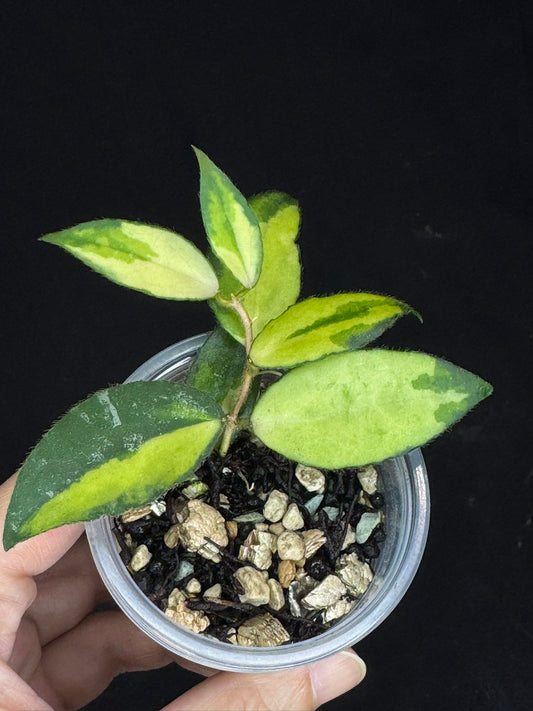 UNICORN🦄! Hoya caudata variegated (#A2), neon sunstress vareigation color, super rare (Upgrade Shipping is recommended)