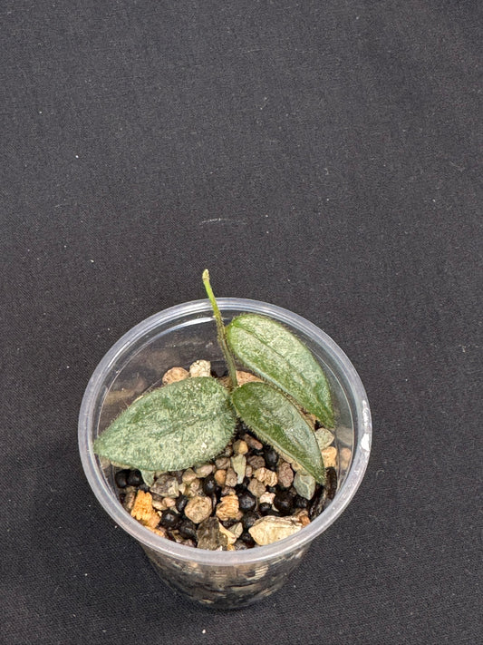 Hoya Lyi Splash, attracting splashy furry leaves, rare hoya