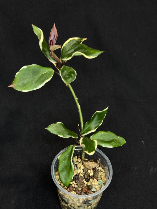 Hoya Carnosa Holliana, rare and small variated leaves, rooted, bigger plant
