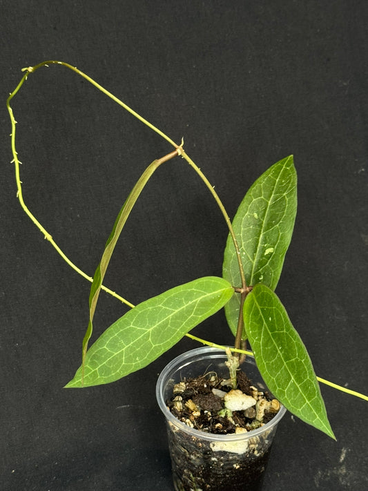Hoya ‘Love Affair’ (GTX01-01)
