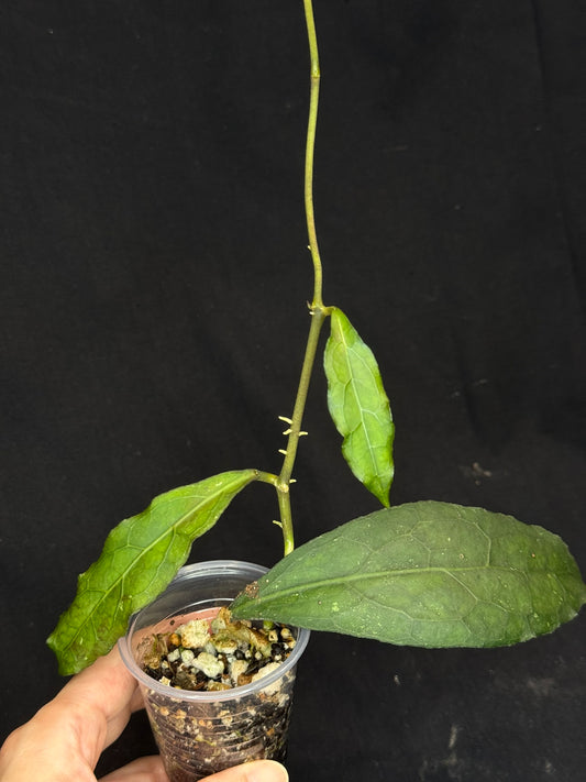 Hoya clemensiorum long leaves, beautiful prominently-veined long leaves, rare
