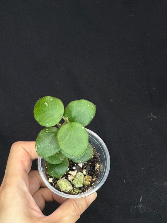 Hoya sp amber of borneo, rare, cute small leaves