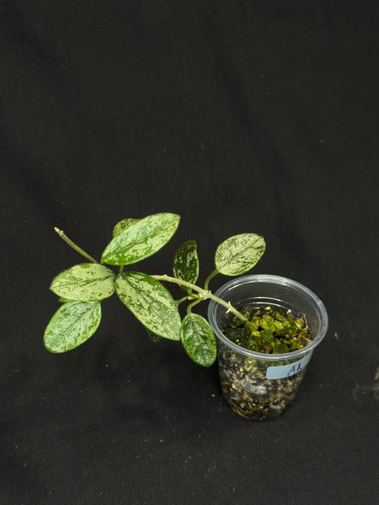 Hoya Lima high Splash, attracting splashy leaves (A1)