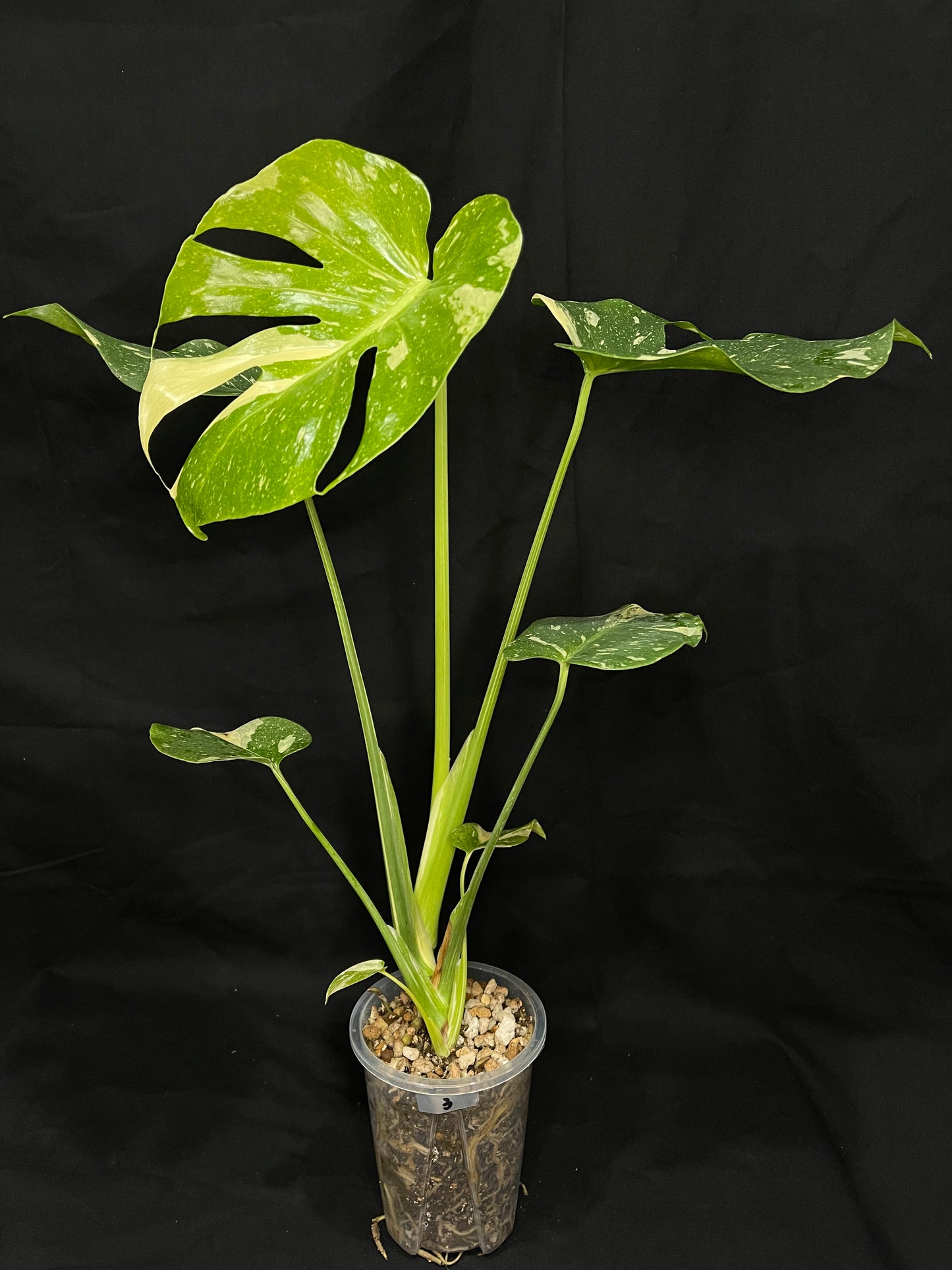 variegated monstera live plant Exact Plant 3: High Variegation! Monstera Thai constellation live plan – HappyPlantsUSA.com