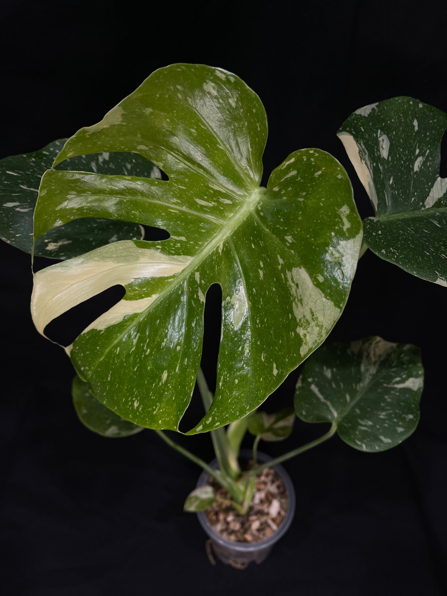 Exact Plant 3: High Variegation! Monstera Thai constellation live plant , High-Variegated, Monstera Deliciosa, Well Rooted Plants