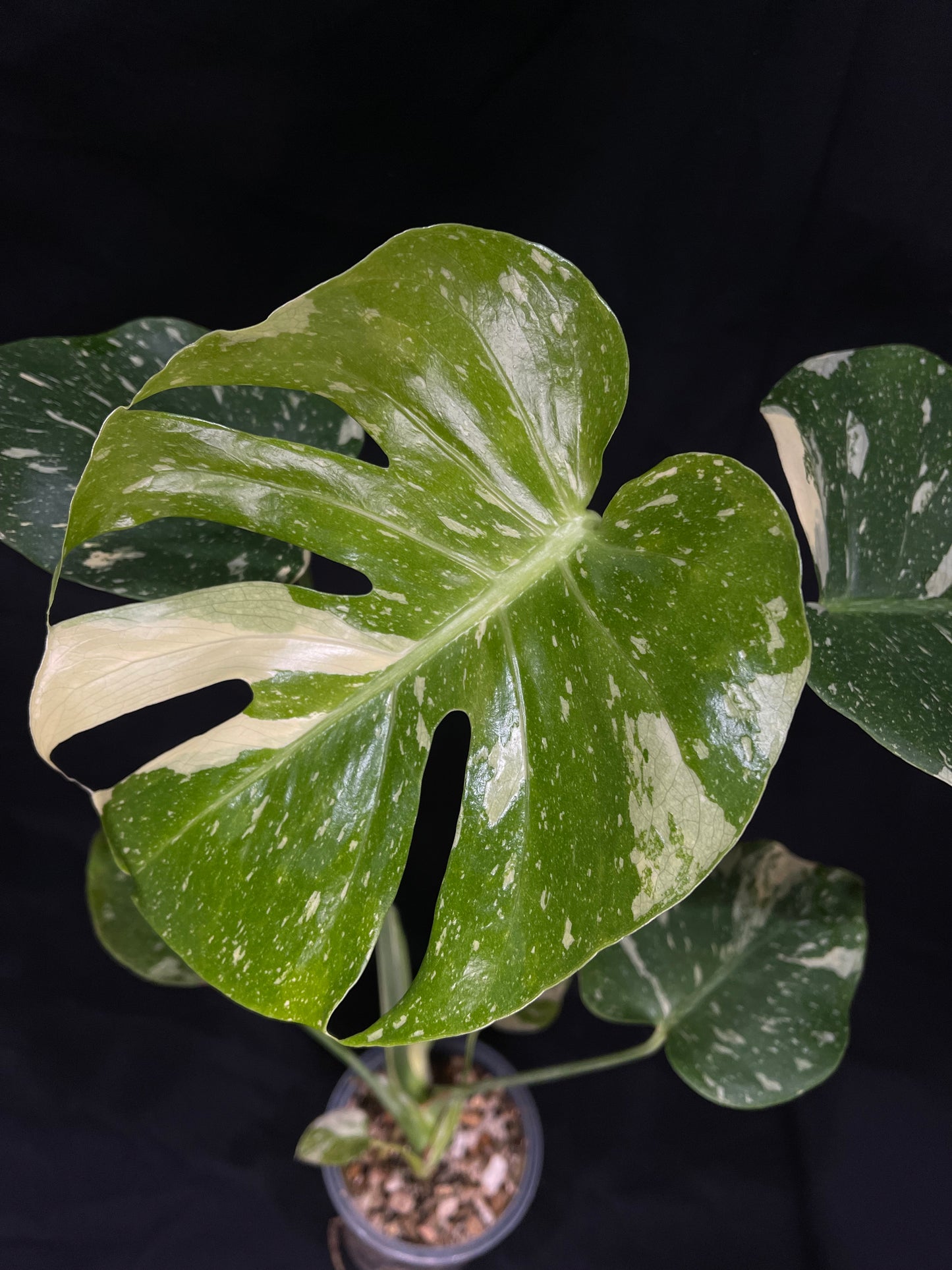 Exact Plant 3: High Variegation! Monstera Thai constellation live plant , High-Variegated, Monstera Deliciosa, Well Rooted Plants