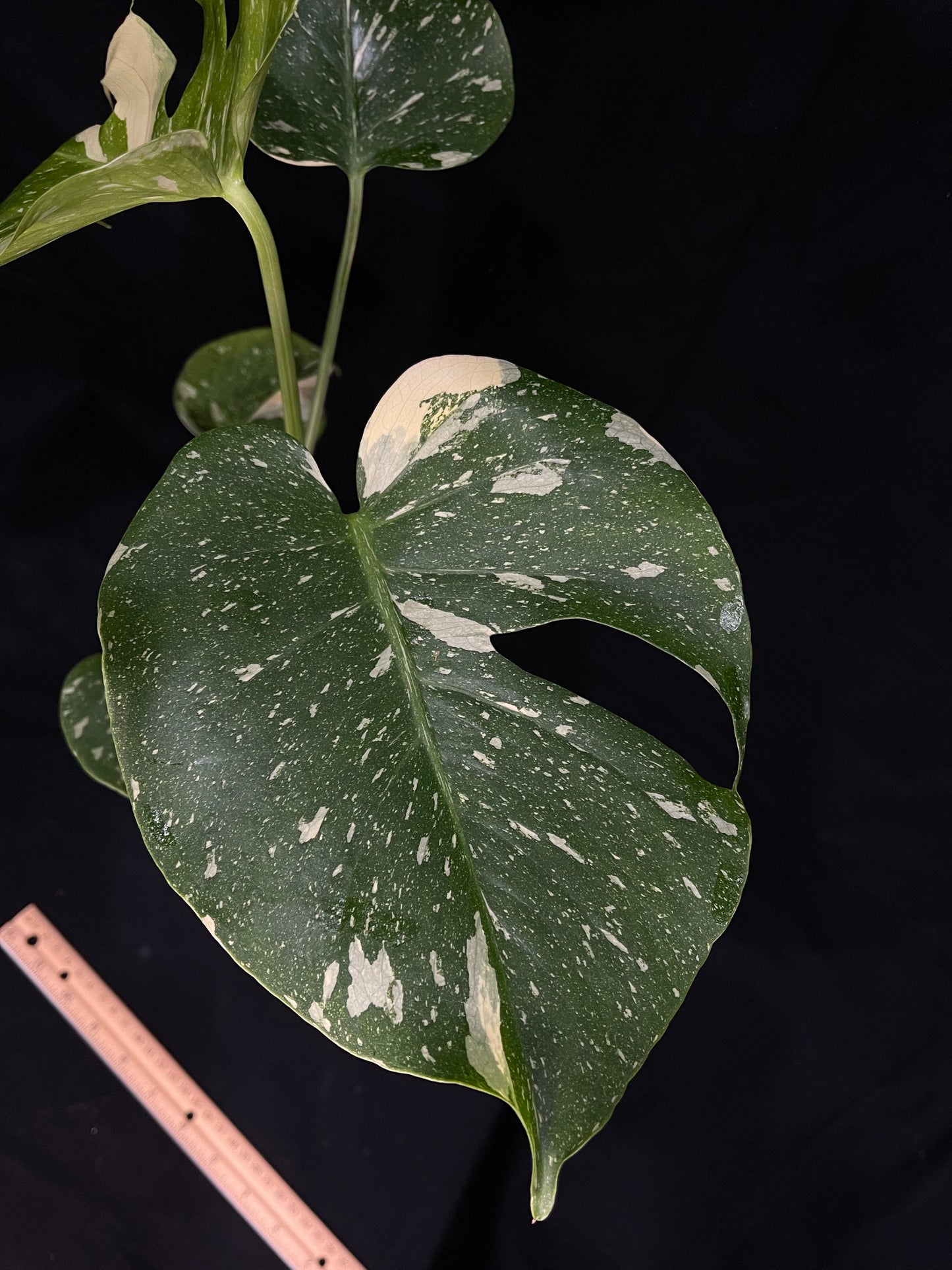 Exact Plant 3: High Variegation! Monstera Thai constellation live plant , High-Variegated, Monstera Deliciosa, Well Rooted Plants