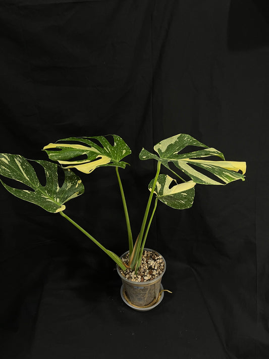 Exact Plant 4: High Variegation! Monstera Thai constellation live plant , High-Variegated, Monstera Deliciosa, Well Rooted Plants