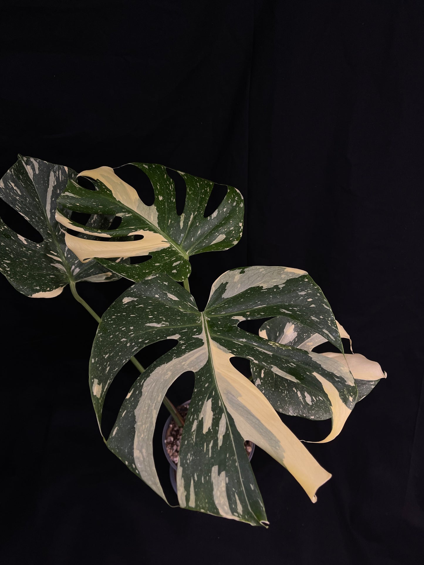 Exact Plant 4: High Variegation! Monstera Thai constellation live plant , High-Variegated, Monstera Deliciosa, Well Rooted Plants