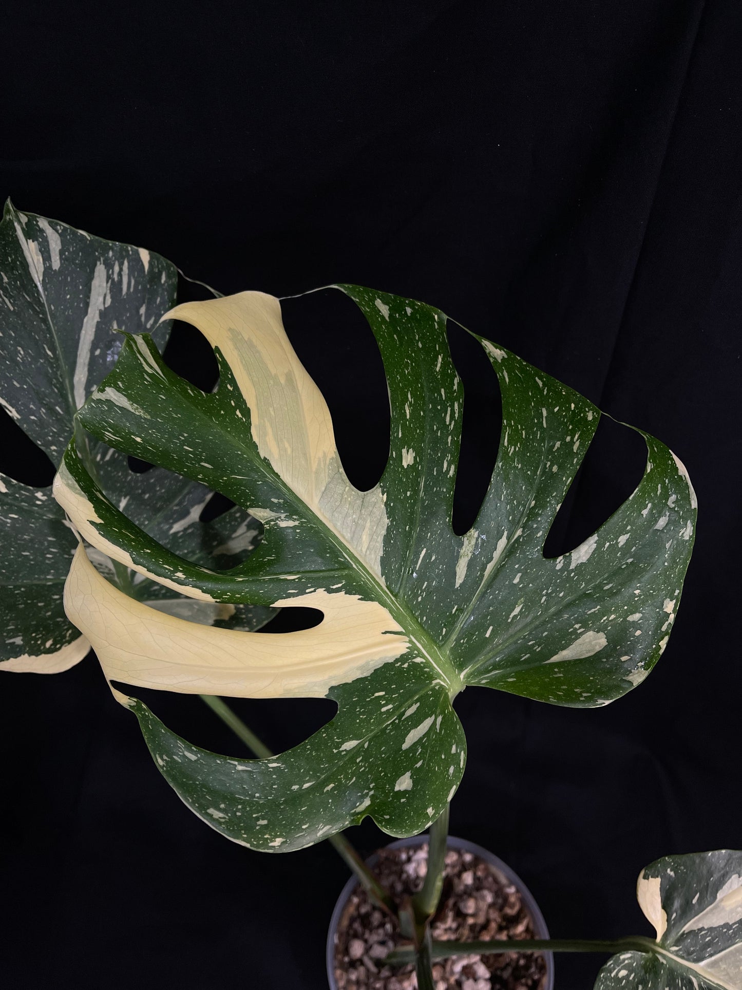 Exact Plant 4: High Variegation! Monstera Thai constellation live plant , High-Variegated, Monstera Deliciosa, Well Rooted Plants