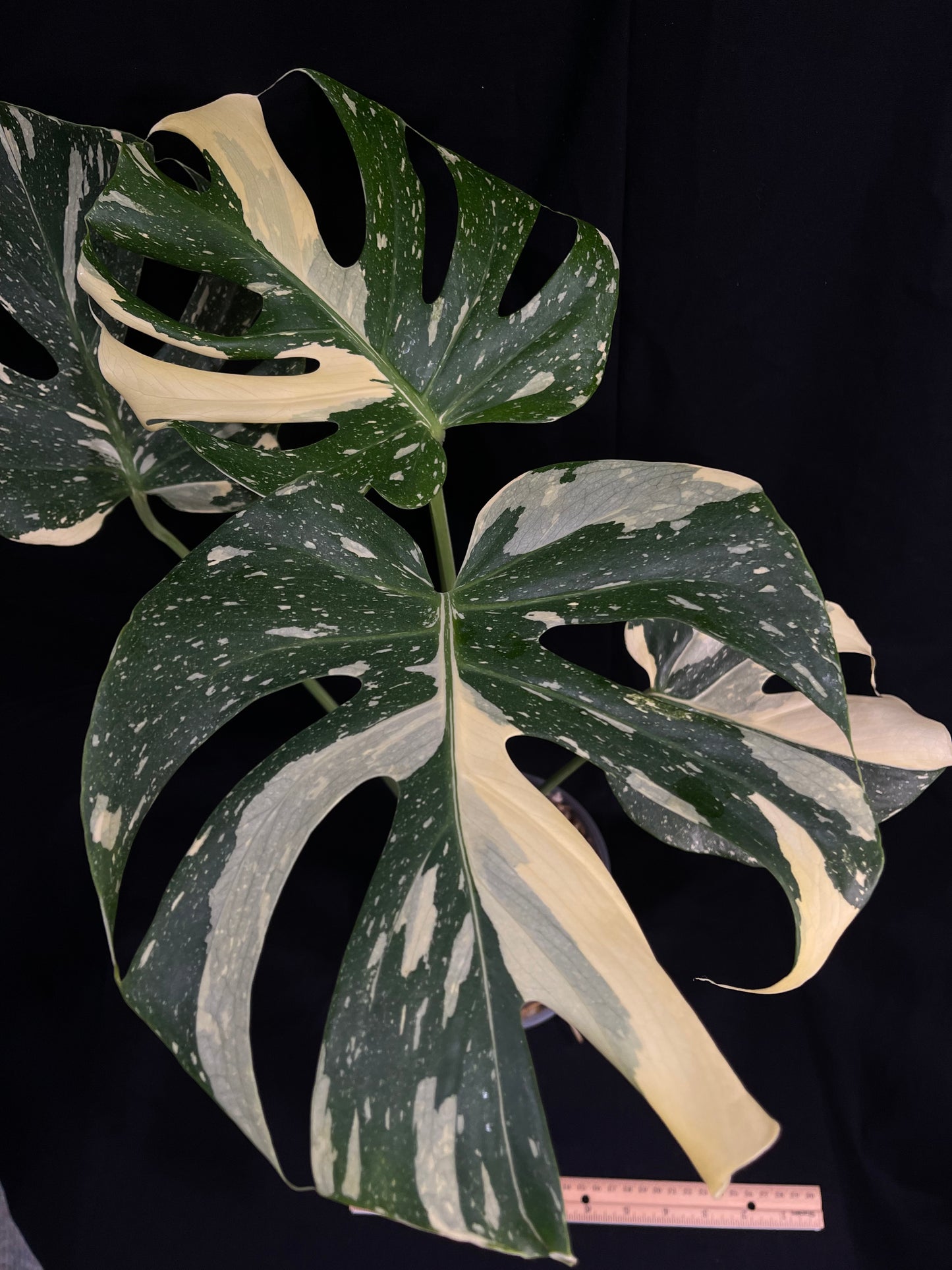 Exact Plant 4: High Variegation! Monstera Thai constellation live plant , High-Variegated, Monstera Deliciosa, Well Rooted Plants