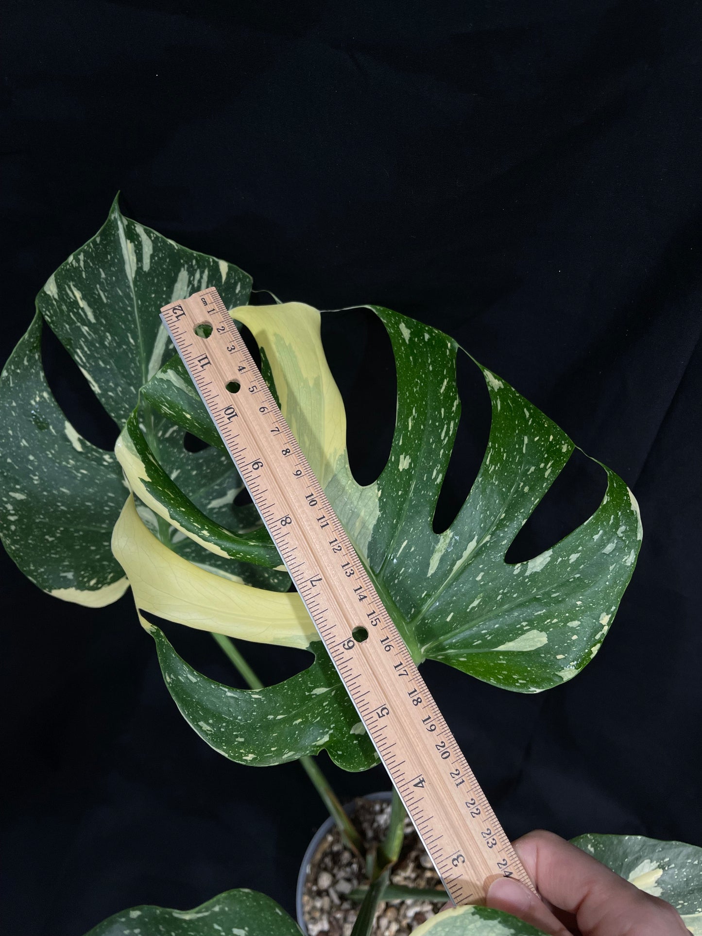 Exact Plant 4: High Variegation! Monstera Thai constellation live plant , High-Variegated, Monstera Deliciosa, Well Rooted Plants