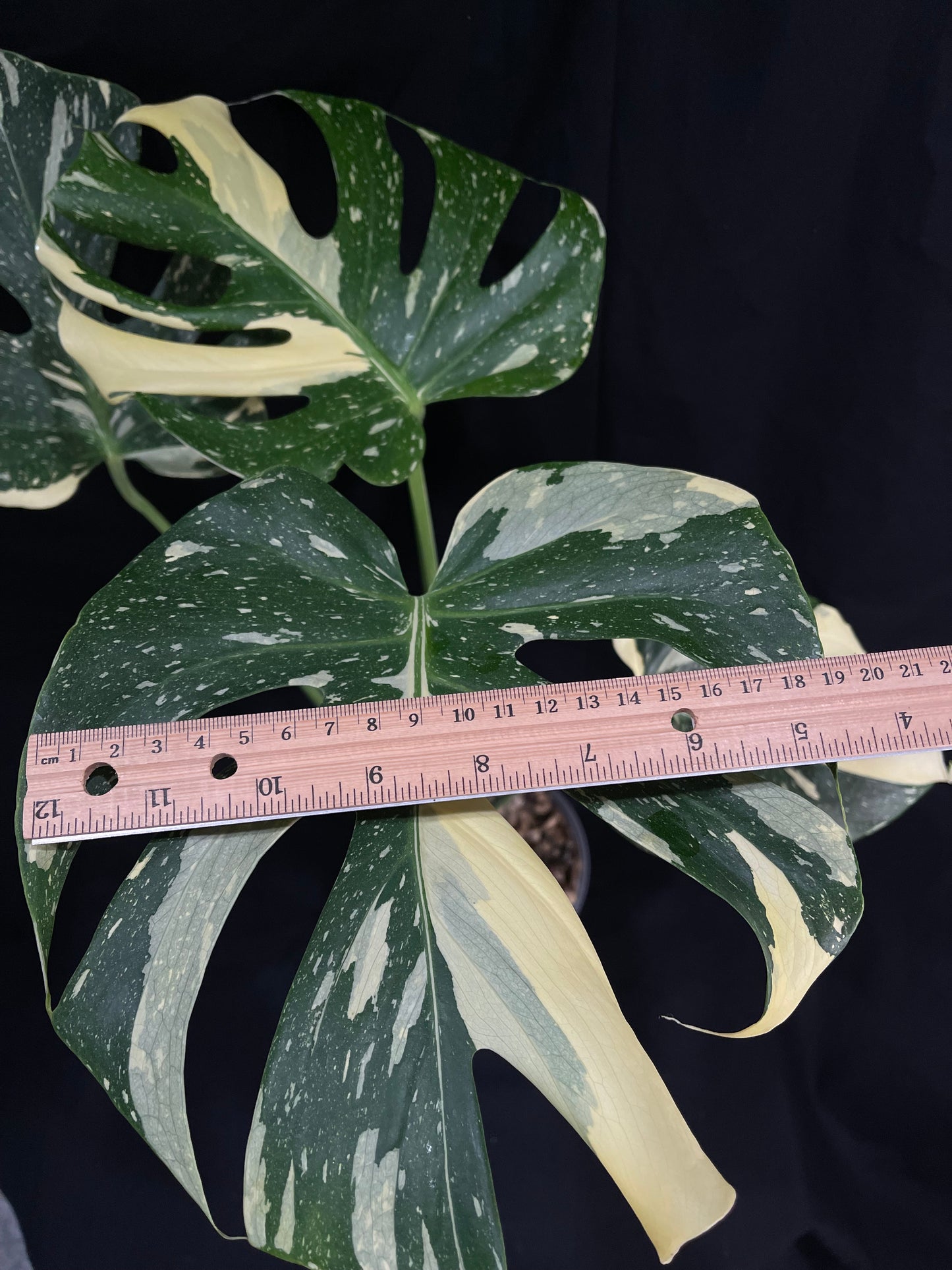 Exact Plant 4: High Variegation! Monstera Thai constellation live plant , High-Variegated, Monstera Deliciosa, Well Rooted Plants