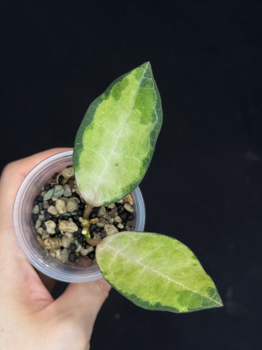 UNICORN🦄! Hoya elliptica variegated, attracting variegation, super rare (Upgrade Shipping is required)