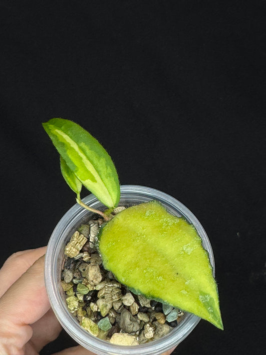 UNICORN🦄! Hoya caudata variegated, neon sunstress variegation color, super rare (Upgrade Shipping is recommended)