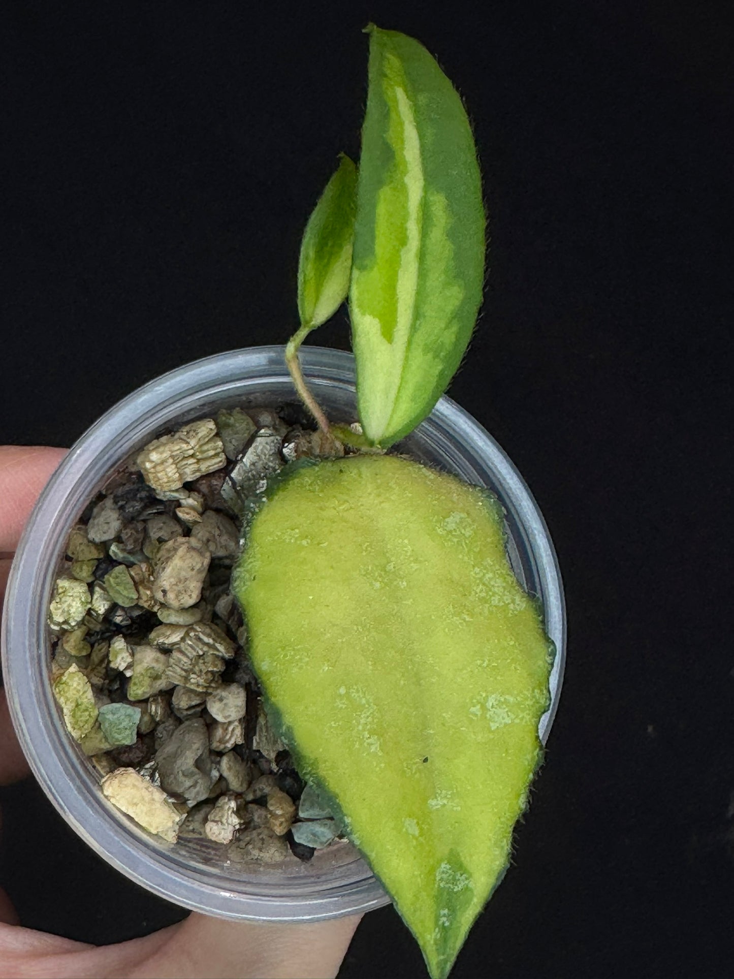 UNICORN🦄! Hoya caudata variegated, neon sunstress variegation color, super rare (Upgrade Shipping is recommended)