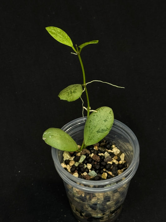 Hoya ets10 Silver, attracting small silver leaves, rare hoya