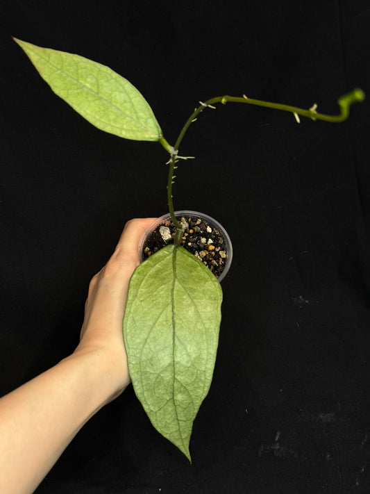 UNICORN🦄! Hoya germany silver (#B1), silvery light green leaves with new growth, rare