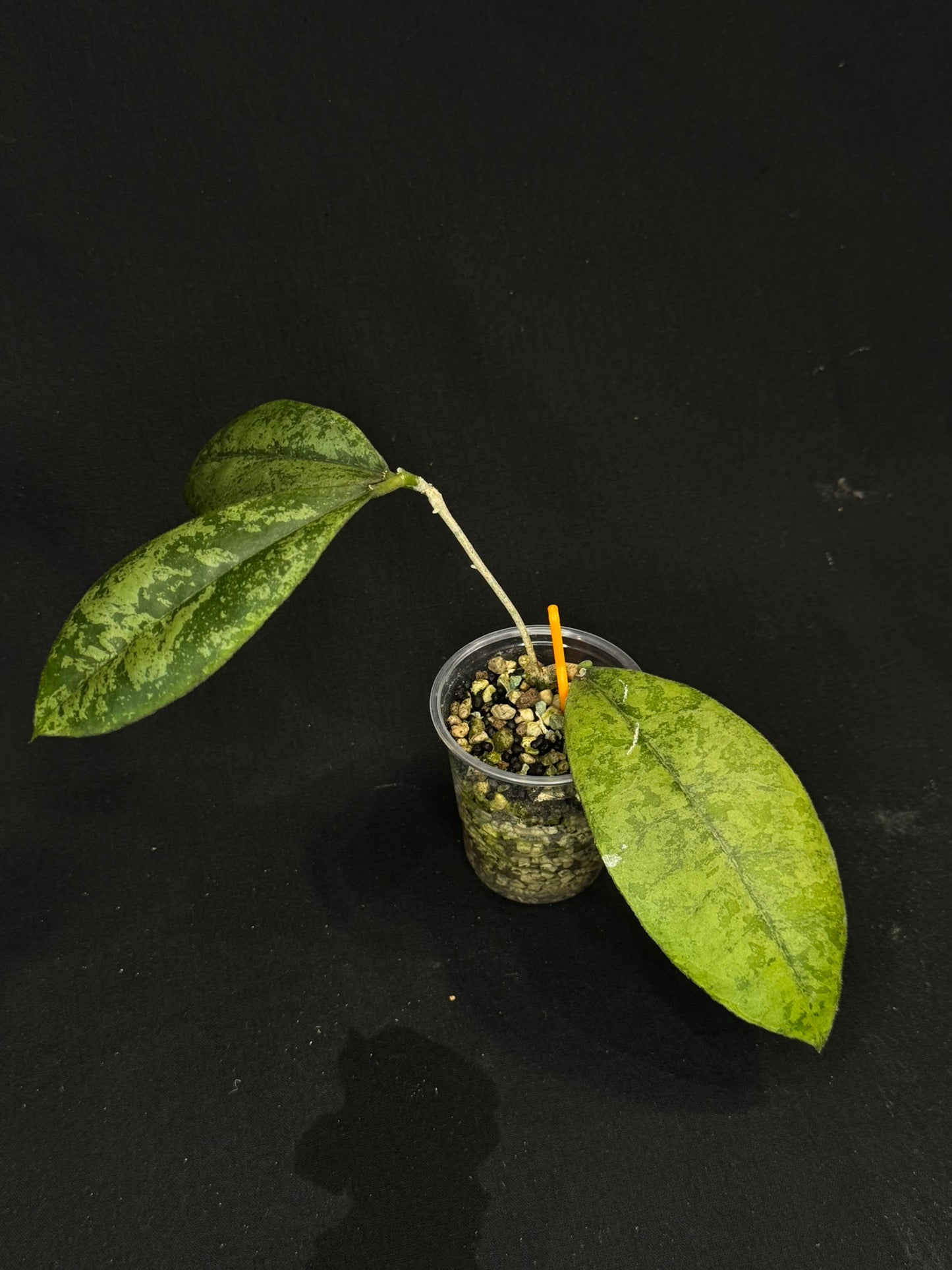 Hoya forbesii silver, silver/splashy leaves, rare