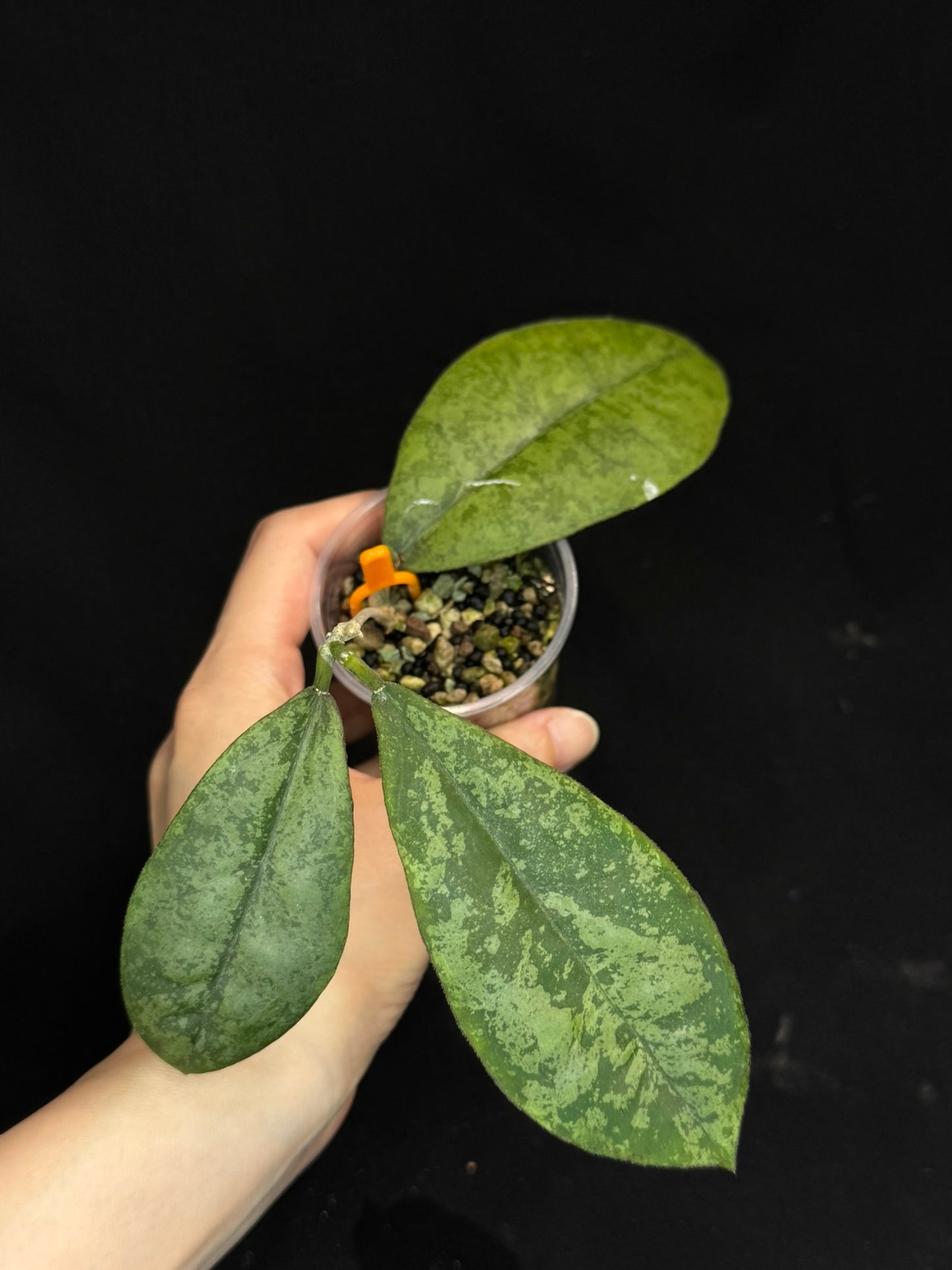 Hoya forbesii silver, silver/splashy leaves, rare