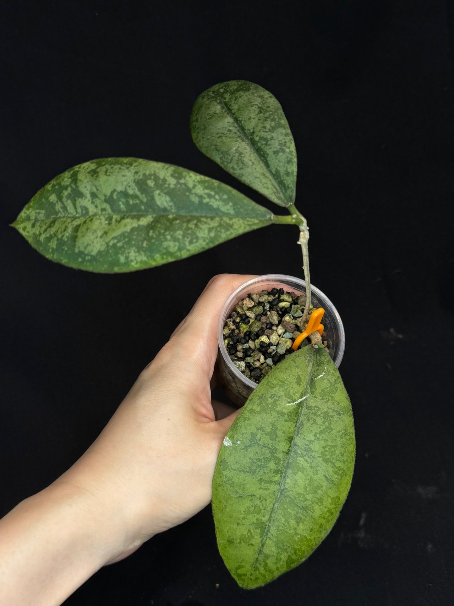 Hoya forbesii silver, silver/splashy leaves, rare