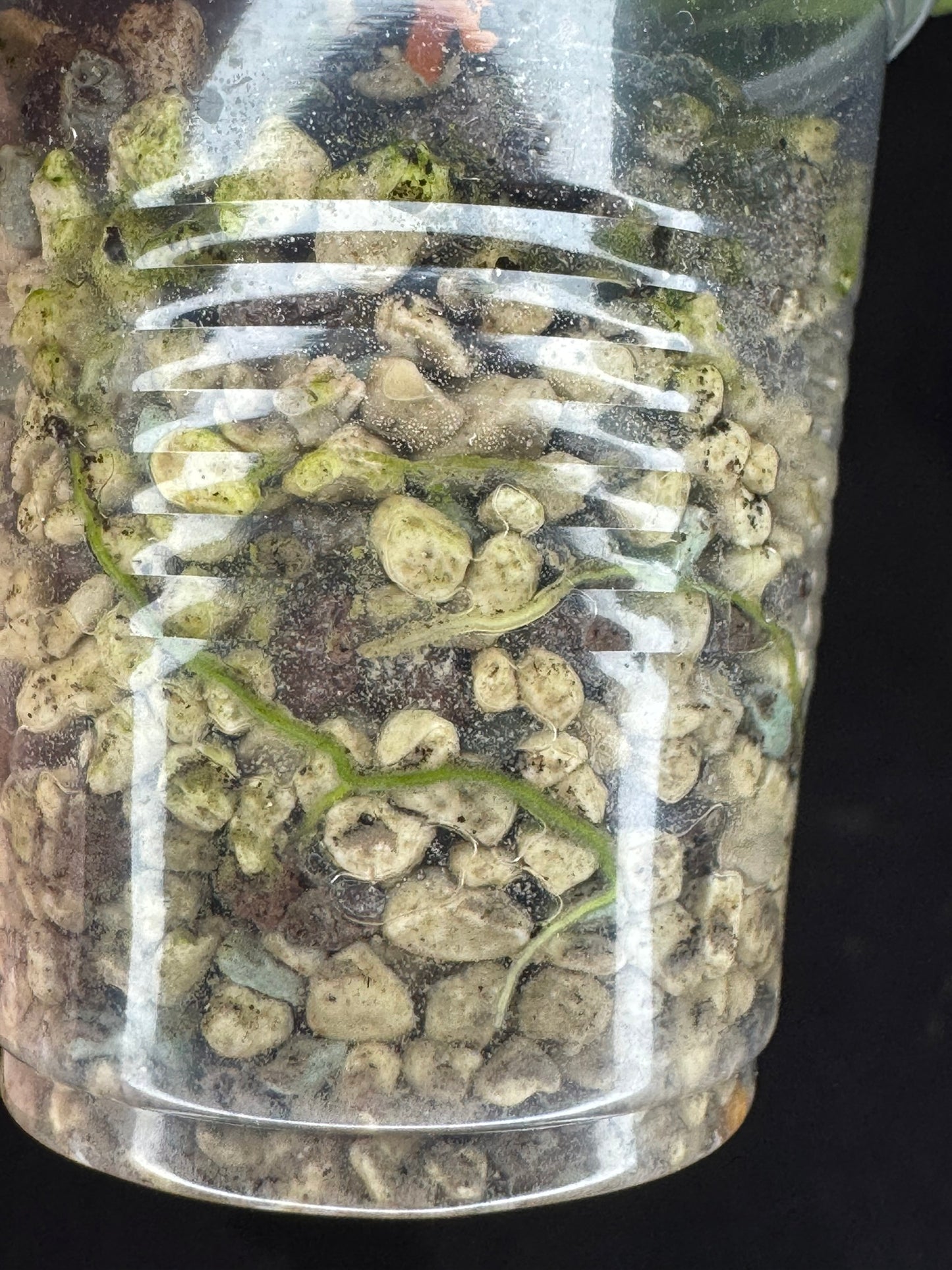 Hoya forbesii silver, silver/splashy leaves, rare