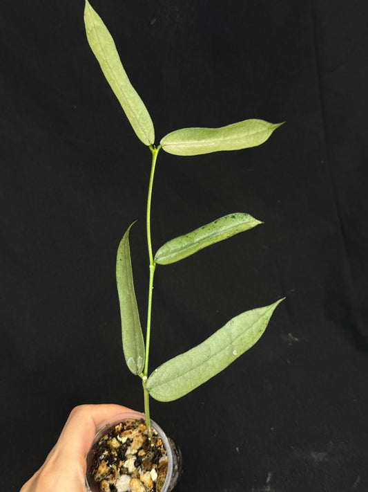 Hoya pandurata silver Vietnam clone, well-rooted