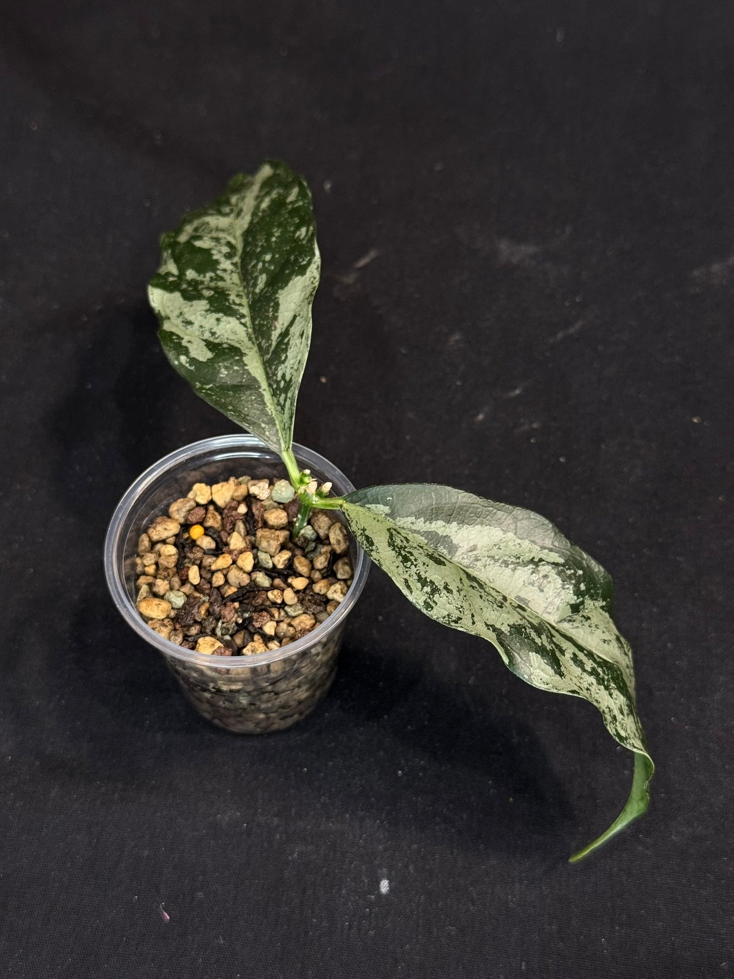 UNICORN🦄! Hoya campanulata silver, speical silvery leaves, rare
