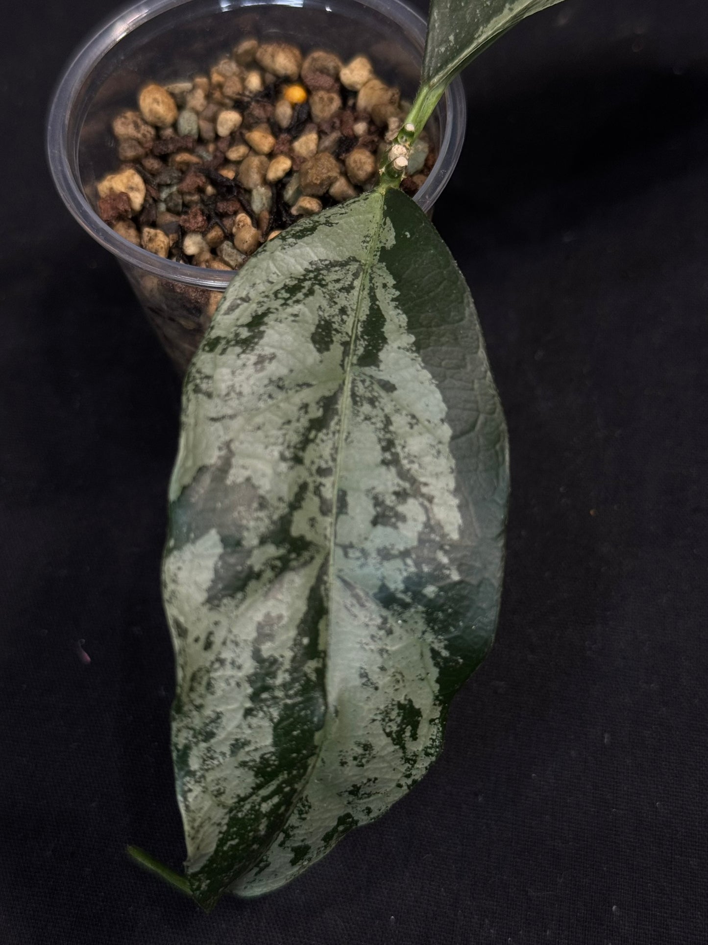 UNICORN🦄! Hoya campanulata silver, speical silvery leaves, rare