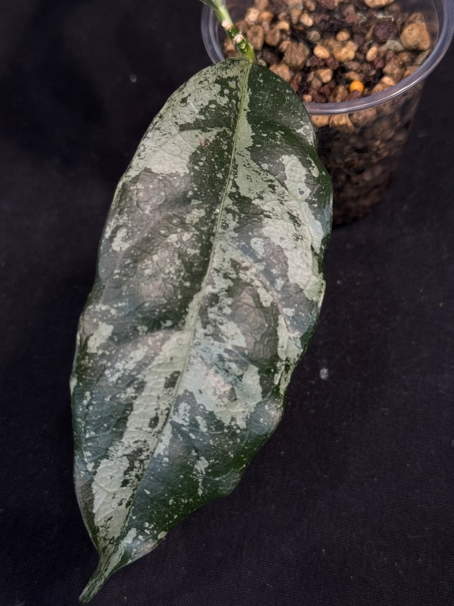 UNICORN🦄! Hoya campanulata silver, speical silvery leaves, rare