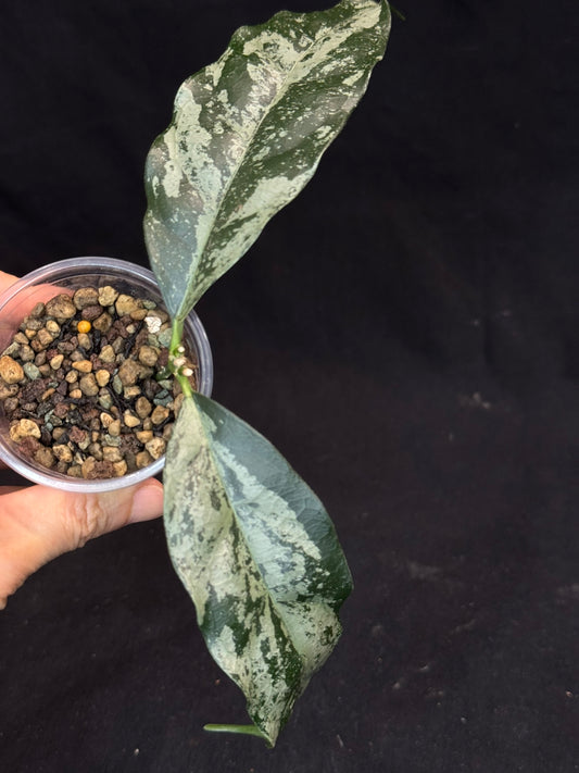 UNICORN🦄! Hoya campanulata silver, speical silvery leaves, rare